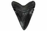 Fossil Megalodon Tooth - South Carolina #340291-1
